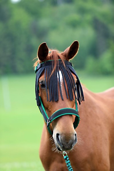 Stirnband mit Fransen - Fliegenschutz