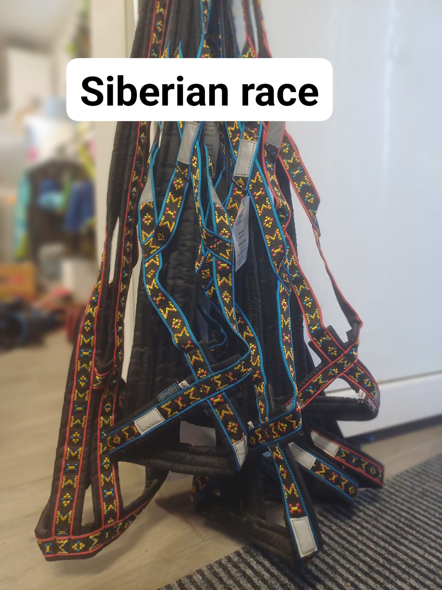 Siberian Race SALE blau | Geschirre | Manmat Österreich